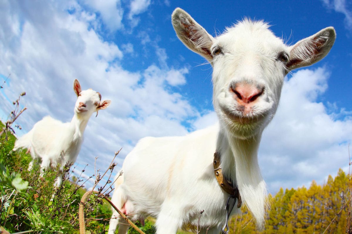 Two goats in a field