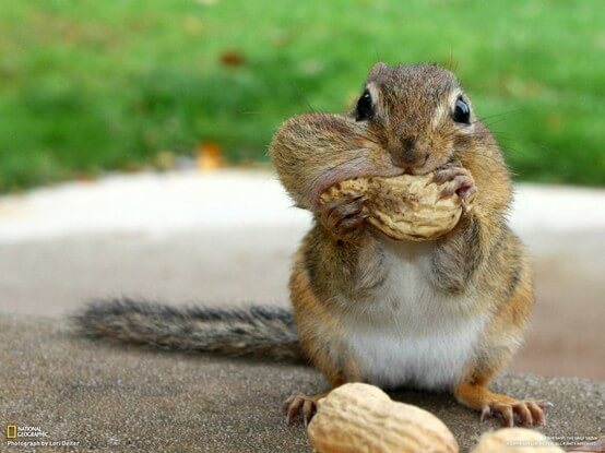 squirrel eating peanuts